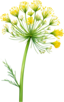 AI generated Watercolor painting of Dill flower. Ai-Generated png