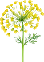 AI generated Watercolor painting of Dill flower. Ai-Generated png