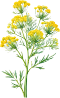 AI generated Watercolor painting of Dill flower. Ai-Generated png