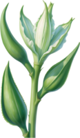 ai generiert Aquarell Gemälde von Okra Blume. KI-generiert png