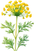 AI generated Watercolor painting of Dill flower. Ai-Generated png