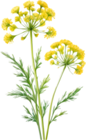 AI generated Watercolor painting of Dill flower. Ai-Generated png