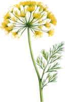 AI generated Watercolor painting of Dill flower. Ai-Generated png