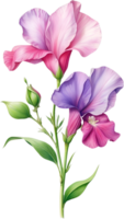 AI generated Watercolor painting of Sweet Pea Flower. Ai-Generated png