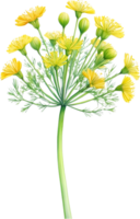 AI generated Watercolor painting of Dill flower. Ai-Generated png