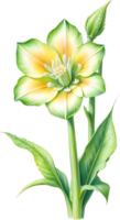 ai generiert Aquarell Gemälde von Okra Blume. KI-generiert png