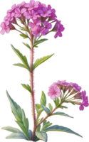 AI generated Watercolor painting of Desert Sand Verbena flower. Ai-Generated png
