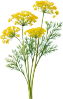 AI generated Watercolor painting of Dill flower. Ai-Generated png