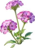 ai genererad vattenfärg målning av öken- sand verbena blomma. ai-genererad png