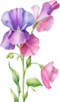 AI generated Watercolor painting of Sweet Pea Flower. Ai-Generated png