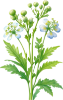 ai generado acuarela pintura de cilantro flores generado por ai png