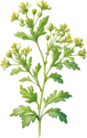 ai generado acuarela pintura de cilantro flores generado por ai png