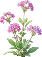 ai généré aquarelle La peinture de désert le sable verveine fleur. généré par ai png