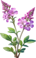 AI generated Watercolor painting of Desert Sand Verbena flower. Ai-Generated png