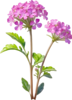 ai genererad vattenfärg målning av öken- sand verbena blomma. ai-genererad png