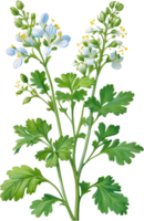 ai generado acuarela pintura de cilantro flores generado por ai png