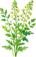 AI generated Watercolor painting of Coriander flowers. Ai-Generated png