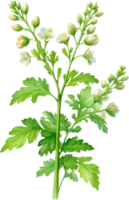 AI generated Watercolor painting of Coriander flowers. Ai-Generated png