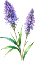 AI generated Watercolor painting of Lavender flower. Ai-Generated png