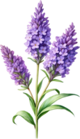 ai generado acuarela pintura de lavanda flor. generado por ai png