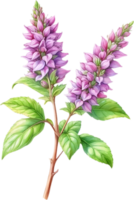 AI generated Watercolor painting of holy basil flower. Ai-Generated png