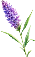 ai generiert Aquarell Gemälde von Lavendel Blume. KI-generiert png
