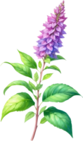 AI generated Watercolor painting of holy basil flower. Ai-Generated png