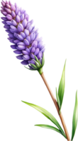 AI generated Watercolor painting of Lavender flower. Ai-Generated png