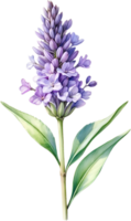 AI generated Watercolor painting of Lavender flower. Ai-Generated png