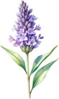 ai generiert Aquarell Gemälde von Lavendel Blume. KI-generiert png