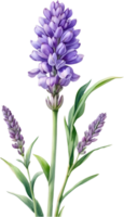 ai gegenereerd waterverf schilderij van lavendel bloem. ai-gegenereerd png