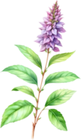 AI generated Watercolor painting of holy basil flower. Ai-Generated png