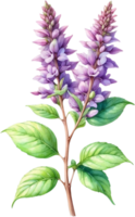 AI generated Watercolor painting of holy basil flower. Ai-Generated png