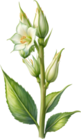 AI generated Watercolor painting of Okra flower. Ai-Generated png