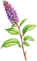 AI generated Watercolor painting of holy basil flower. Ai-Generated png