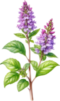 AI generated Watercolor painting of holy basil flower. Ai-Generated png