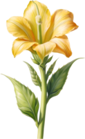 ai gegenereerd waterverf schilderij van okra bloem. ai-gegenereerd png