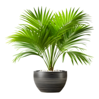 AI generated Areca Palm in Pot Isolated on Transparent Background png