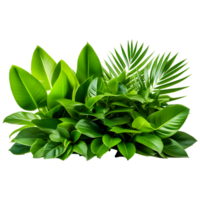 AI generated Tropical Foliage Plant Bush Isolated on Transparent Background png