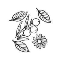 Vector branches with leaves and berries outline doodle
