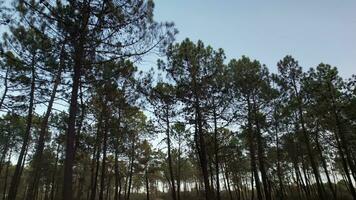 à l'intérieur pin des arbres forêt video