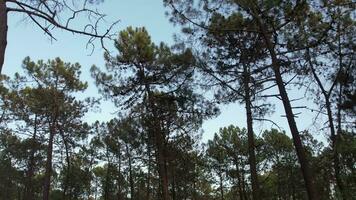 Inside Pine Trees Forest video