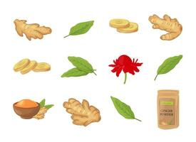 Set of fresh ginger root, sliced pieces, flower, green leaves,  powder in a pack and in a bowl. Vegan food vector icons in a trendy cartoon style. Healthy food concept for design. Herbal spice.