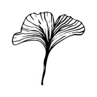 Ginkgo leaves are highlighted on a white background. A vector illustration drawn by hand. For the design.