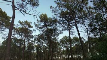 à l'intérieur pin des arbres forêt video