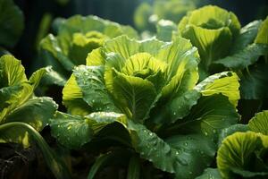 AI generated Green lettuce plant in field photo