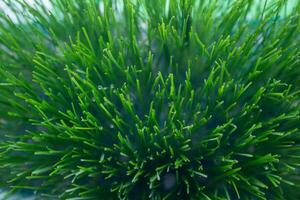 Green grass texture as background. Top view, closeup photo. photo