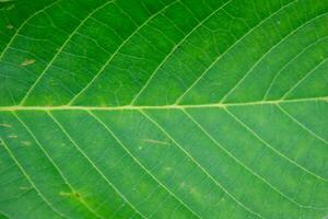 Closeup tree leaf texture as background photo