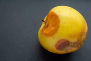 Moldy or rotten apple, closeup photo