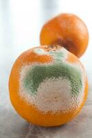 Moldy orange fruits on a table. Rotten foods. photo